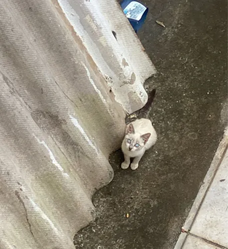 Doação Responsável Gatinho 