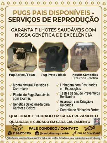 PUG DISPONÍVEL PARA REPRODUÇÃO