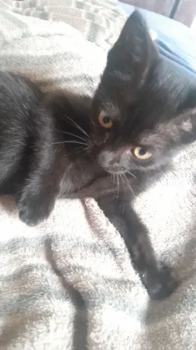 Doando gatinho preto macho 