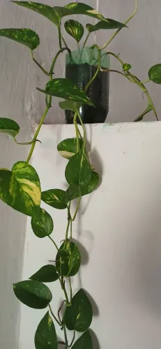 Plantas