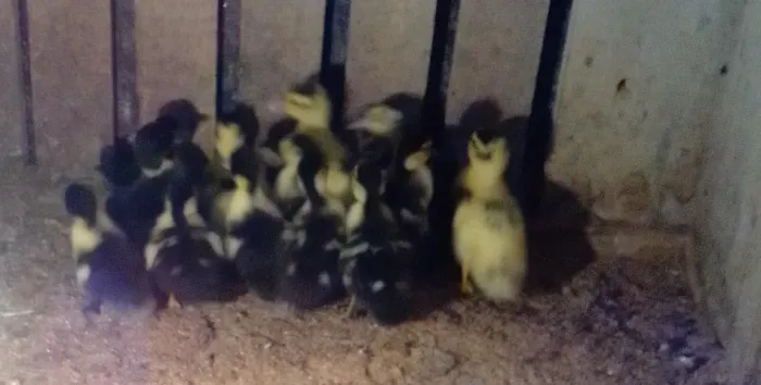 PROMOÇÃO - Filhotes de patos 