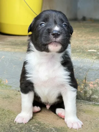 Filhotes de Border Collie 