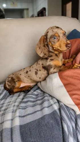 Dachshund fêmea