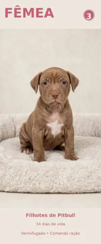 Venda de cachorro raça pitubull