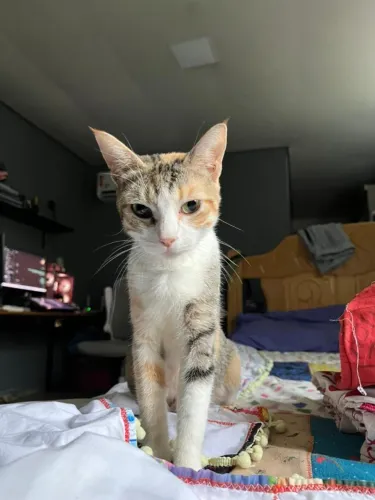 DOAÇÃO GATA TRICOLOR