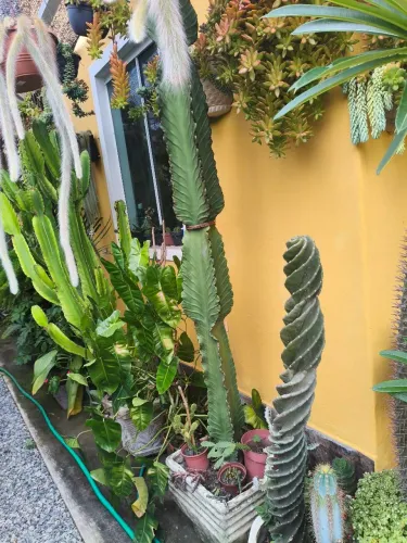 Planta saudável