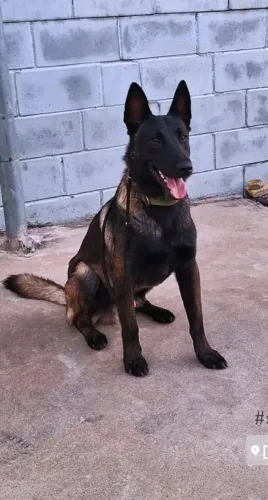 Cachorros
