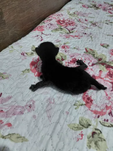 Gato