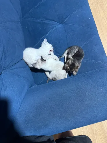 Filhotes de gato pra adoção