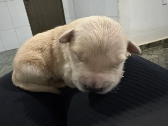 Golden Retrivier