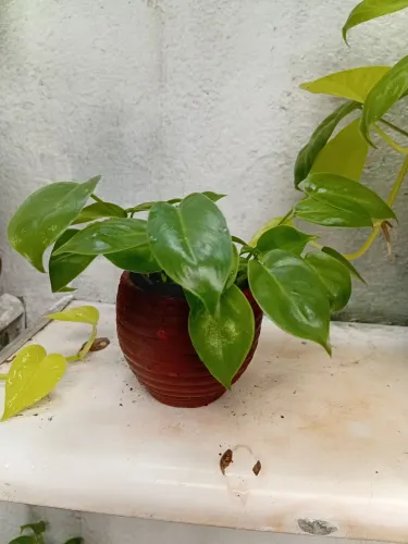 Mini imber vaso barro.