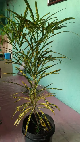 Vendo uma planta crotom