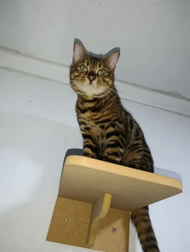 Casal de Gato bengal