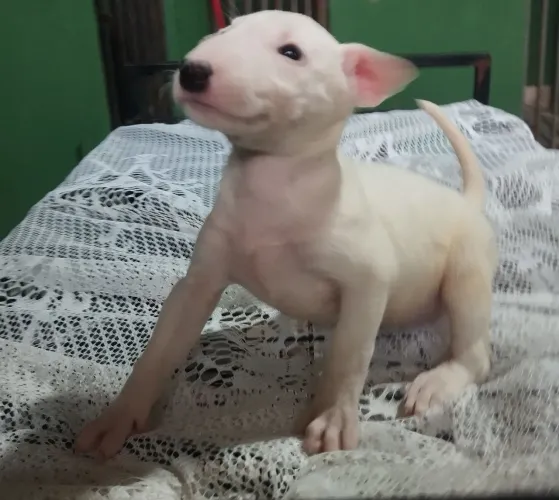 Filhote Bull Terrier Branco Fêmea