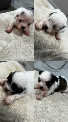 Filhotes lhasa apso n
