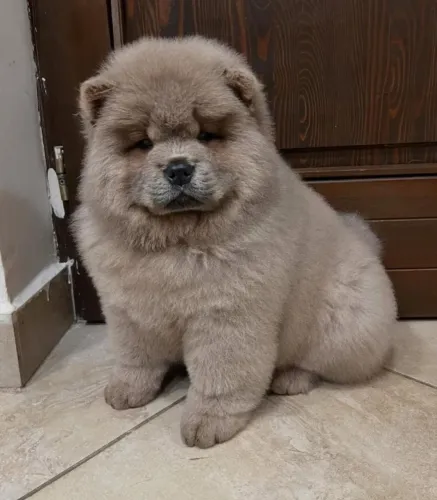 Filhotes de Chow Chow | Um companheiro para encher sua casa de alegria.