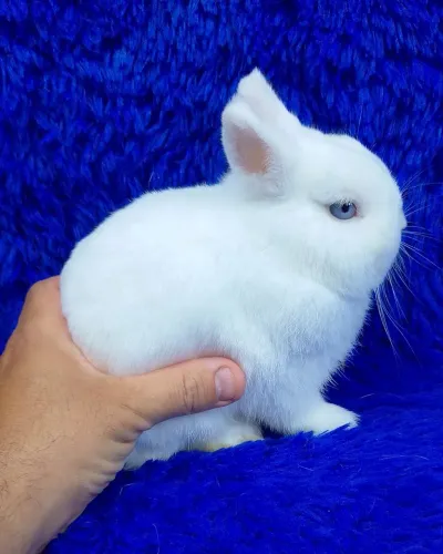 Seu pet, minis coelhos de alto padrão 