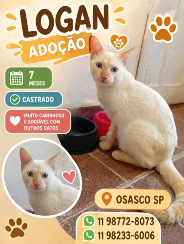 Logan. Disponível adoção responsável