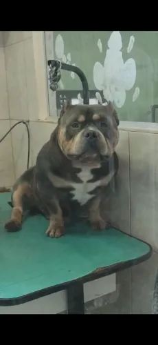 Cachorro