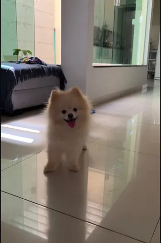 Lulu da Pomerania ursinho a procura de uma namorada