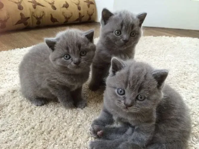 Russian Blue 