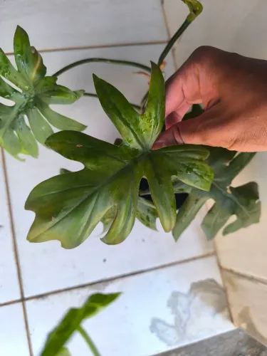 Planta jiboia filodendro mayoi guaimbe