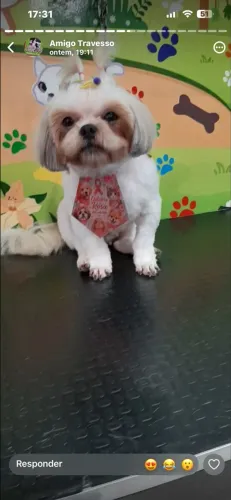Vendo 2 shih tzu