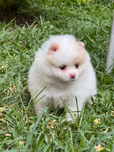 Spitz alemão anão
