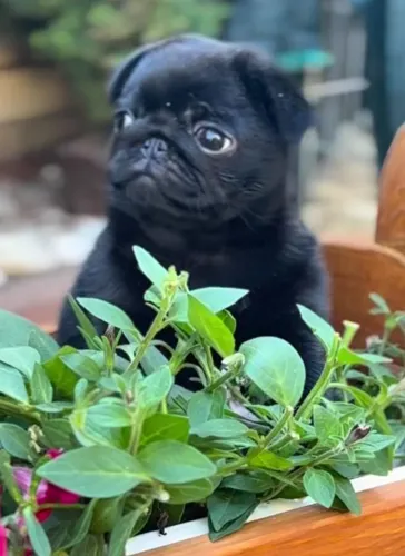 Pug