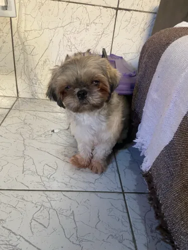 Vendo Shitzu fêmea de 2 anos 