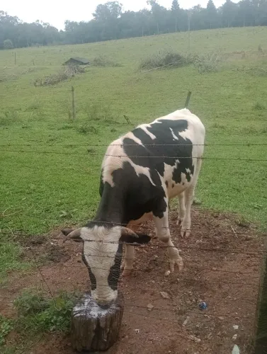 Boi a venda