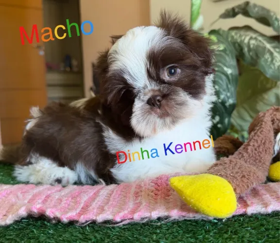 Filhotes de Shih tzu bibelô