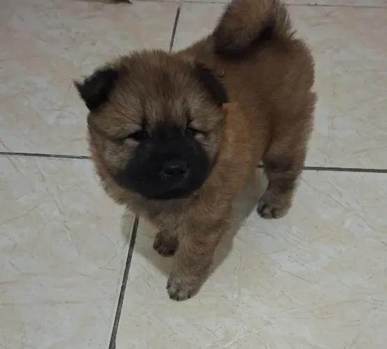 Vendo lindos Filhotes de Chow Chow/ Zona norte Rio de janeiro
