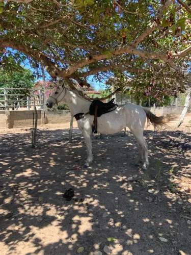 Cavalo