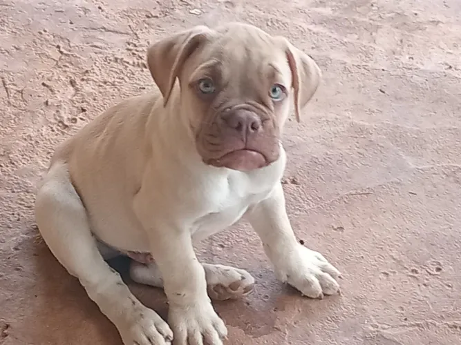 BULLDO CAMPEIRO 70 DIAS