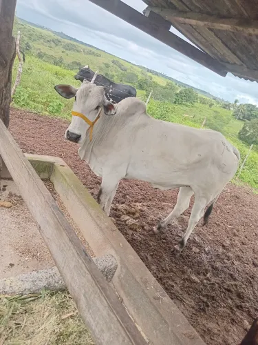 Vendo duas novilhas nelore luxo