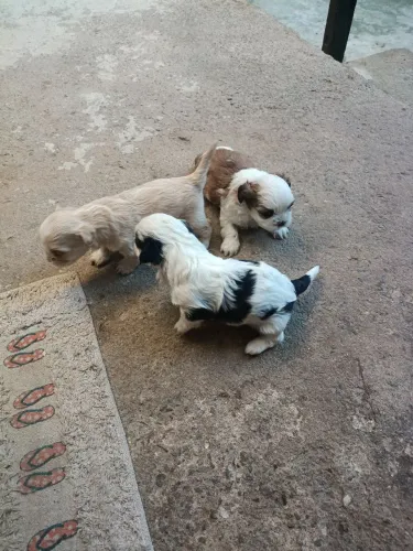 Filhotes de Shitzu 