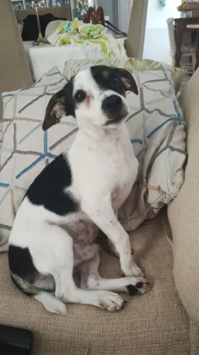 Doação cachorro castrados