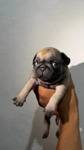 Pug ( filhote Pug )