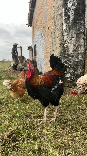 Galo reprodutor GSB puro 
