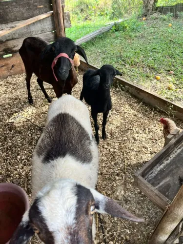 Vendo ovelhas 