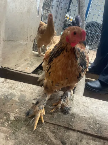 Galo Brahma