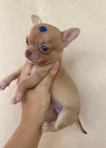 Filhote de Chihuahua Fêmea 