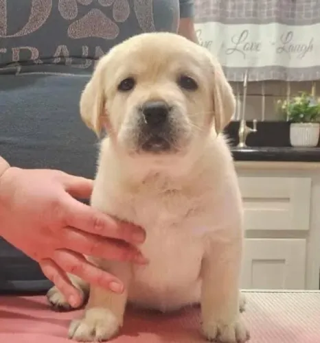 Labrador Filhotes Muito Brincalhões.