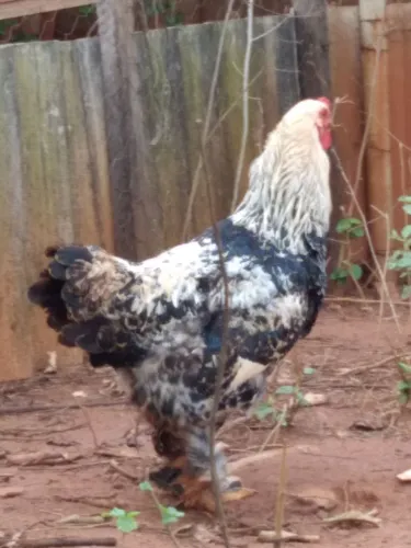 Galo brahma 