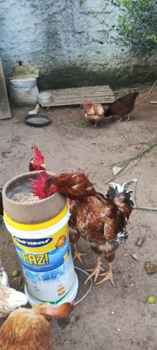 Frangos e Fraga GSB