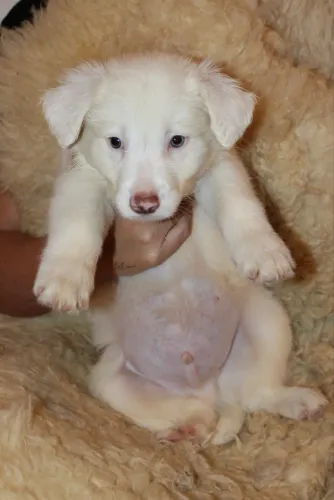 Filhotes Border Collie Macho 