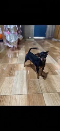Procuro namorado pra minha Pisncher