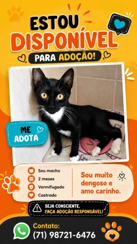 Gatinho preto e branco para adoção responsável