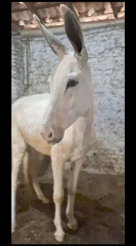 JUMENTA (Pampa no couro)
